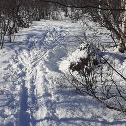 ein kleiner Trampelpfad führt mich quer durch das Gestrüpp bergauf
