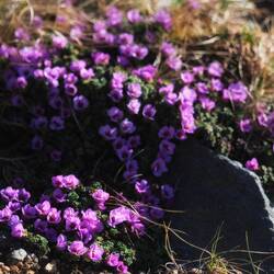 Steinbrech, Erstes Frühlingsbunt