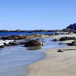 Der Adler sitzt wieder am gleichen Platz wie am Vortag