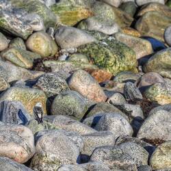 Wer findet die Schneeammer?