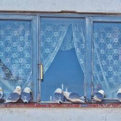 Dreizehenmöwen, mittlerweile eine geschützte Art