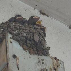 Vogelnest in einem Shop