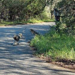 Vervet monkeys