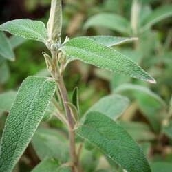 Wilder Salbei (?) überall.