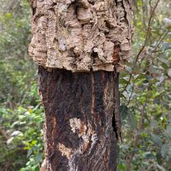 Korkeichen, wohin man sieht. Die Rinde wächst schon etwas nach.