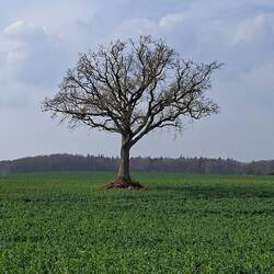 Einsam im Feld. Hat jemand eine Idee warum diese Baum stehen bleiben durfte?