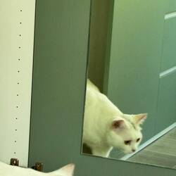 Dian Dian (Two Spot) Jessica's cat