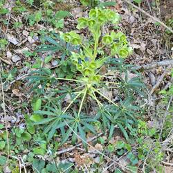 A pretty plant with an ugly name "stink weed" or "dungwort".