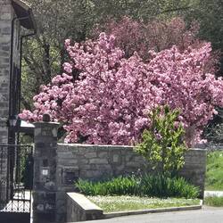 Pretty crab apple tree blooming near the bus stop.