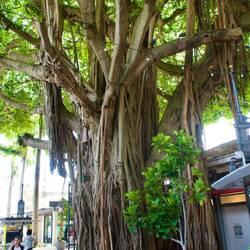 Banyan-Baum