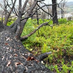 Nach dem letzten Waldbrand