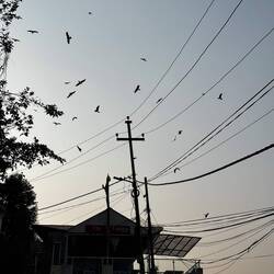 Rempli de Milans ici!