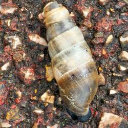 An interestingly shaped snail shell