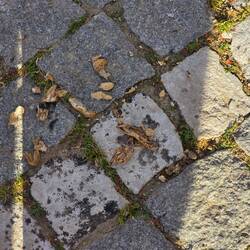 Selma hat Erdnüsse für dich entdeckt. Meca verzichtet