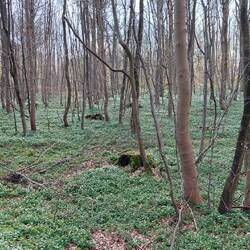 In Wirklichkeit sehen die Buschwindröschen viiiiiiel schöner aus🤔