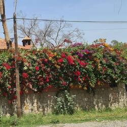 Vielfarbenbougainvillea