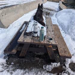 Della decided the best place to wait was on the table