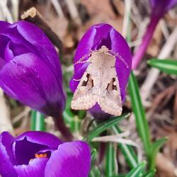 Sogar mit einer Gotischen Eule