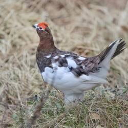 Die Schneehühner mache ich demnächst mal ausführlich 😄