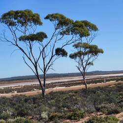 Lake Cowan, Norseman