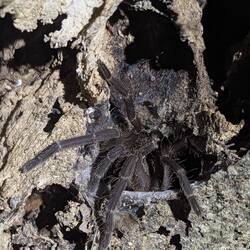 Tarantula