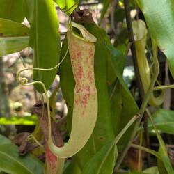 Pitcher Plant