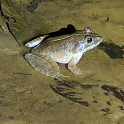 Frosch 2