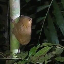 Koboldmaki