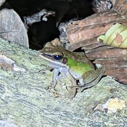 Frosch 1