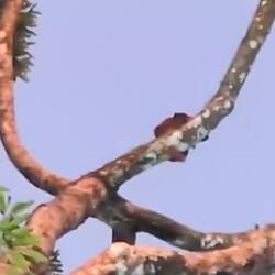 Das rote Flughörnchen