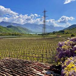 durch die Weinberge geht es hinab zum Kalterer See