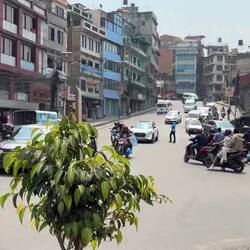 L'arbre qui surveille si le code de la route est respecté