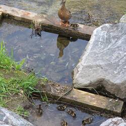 Kleine Enten Babys begeistern ALLE Passanten am Fluss