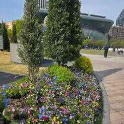 Und auch generell gibt es viele Blumen in Seoul