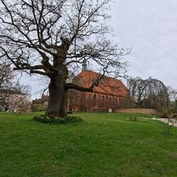 Kloster Preetz mit Monsterbaum