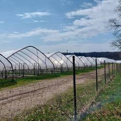 Und jede Menge Gewächshäuser🍅