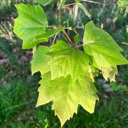 Sycamore