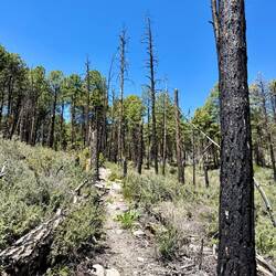 Vor ein paar Jahren gab es hier grosse Waldbrände.