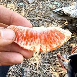 Diesen Orangenschnitz habe ich während der Mittagspause von einem anderen Hiker bekommen. 😋