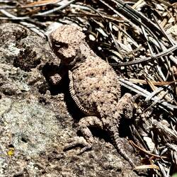 ein kleiner Drache 😍