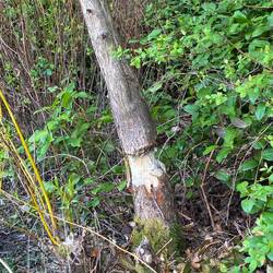 Beavers working on their next renovation