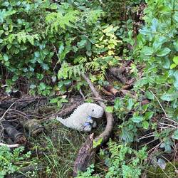 Some of the wildlife