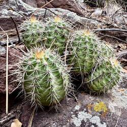Meine sechs Freunde während dem Mittagessen.