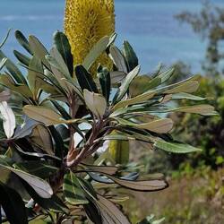 Typische australische Blume
