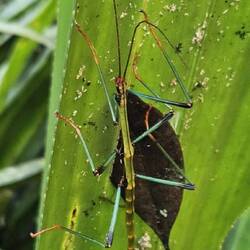 Bunte Stabheuschrecke