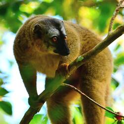 Goldener Bambuslemur
