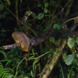 Mausmaki beim Abendessen