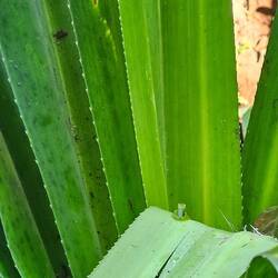 Grüner Frosch auf grünem Blatt