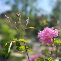 Mignonne, allons voir si la rose