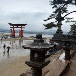 Miyajima Tori - bei Ebbe kann man hinlaufen